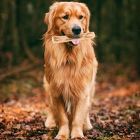 Holz-Kaustick für Hunde – Langlebiges, interaktives Kauspielzeug für alle Hunderassen!